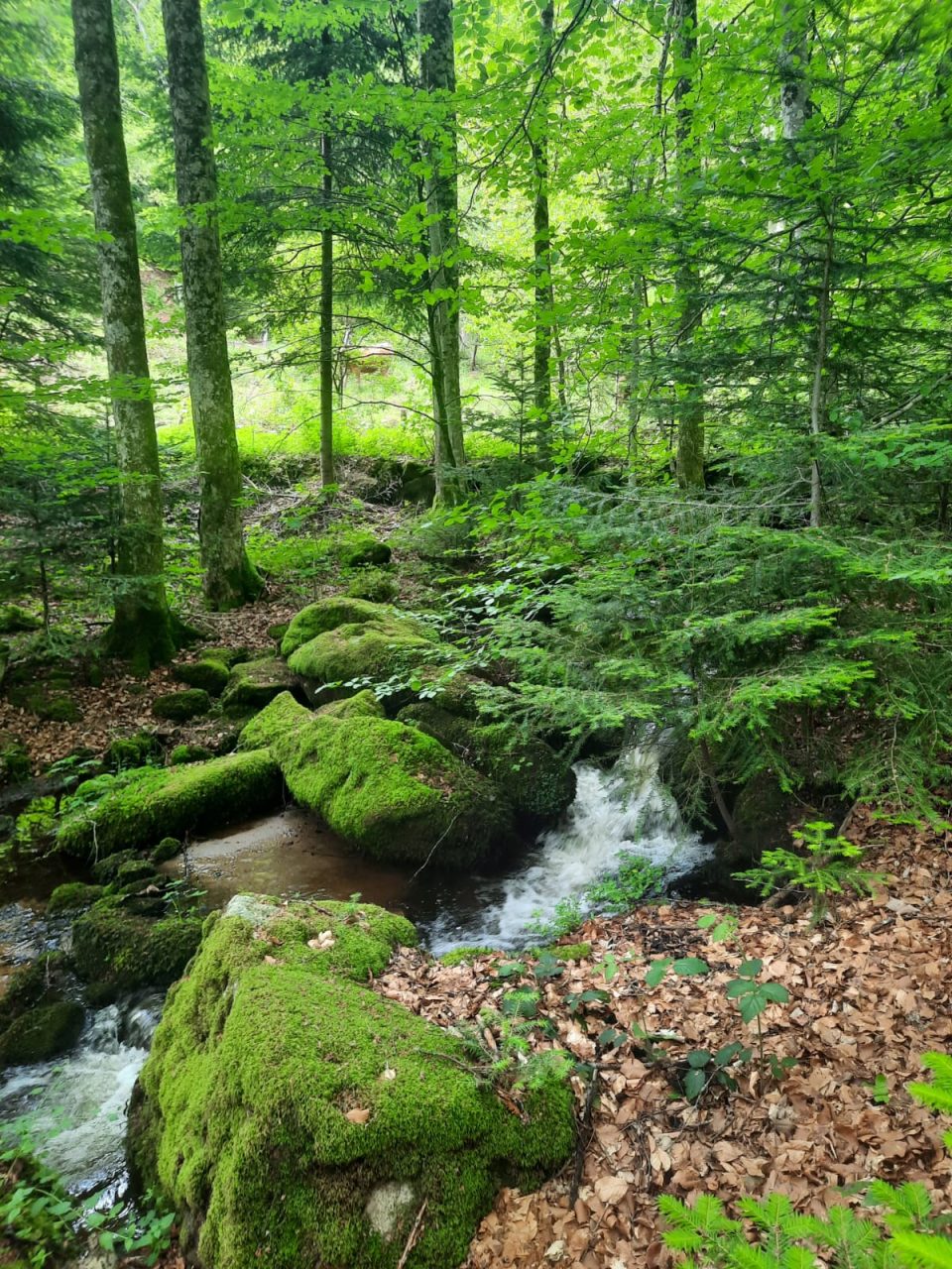 la forêt accessible à pied